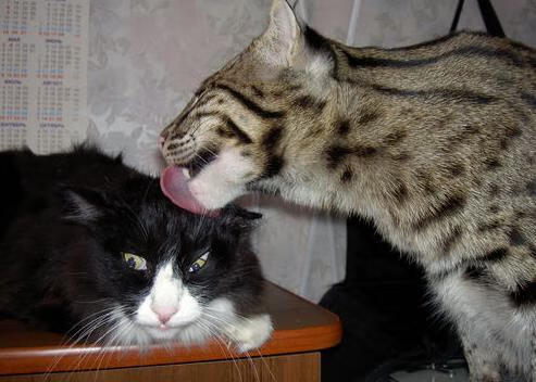 9you娱乐-黑铁淬火！贝恩扛起全队，凯尔特人绝境翻盘黄蜂