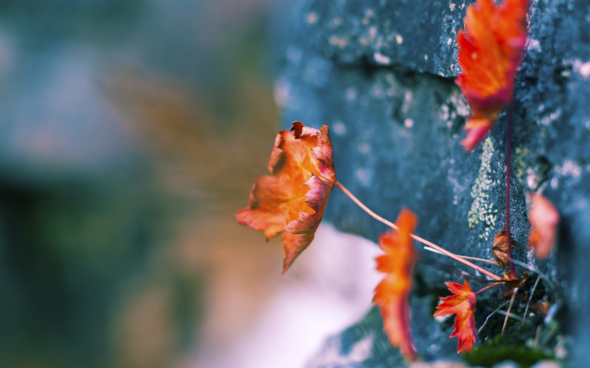 九游娱乐-足球与篮球的平行叙事，国家荣耀与个人救赎