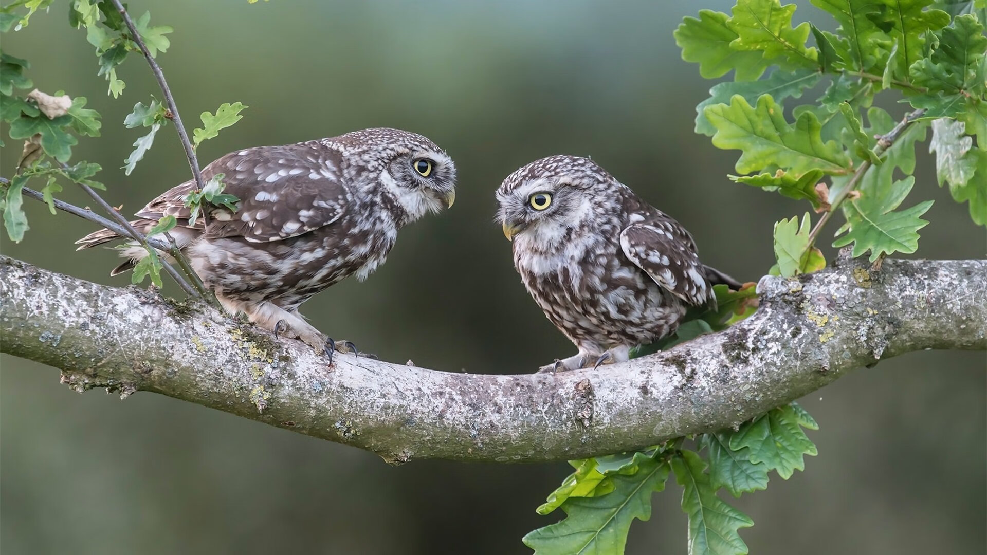 九游娱乐官方-乾坤一掷定双城，哈登掌控风云，雷霆加时破吉林