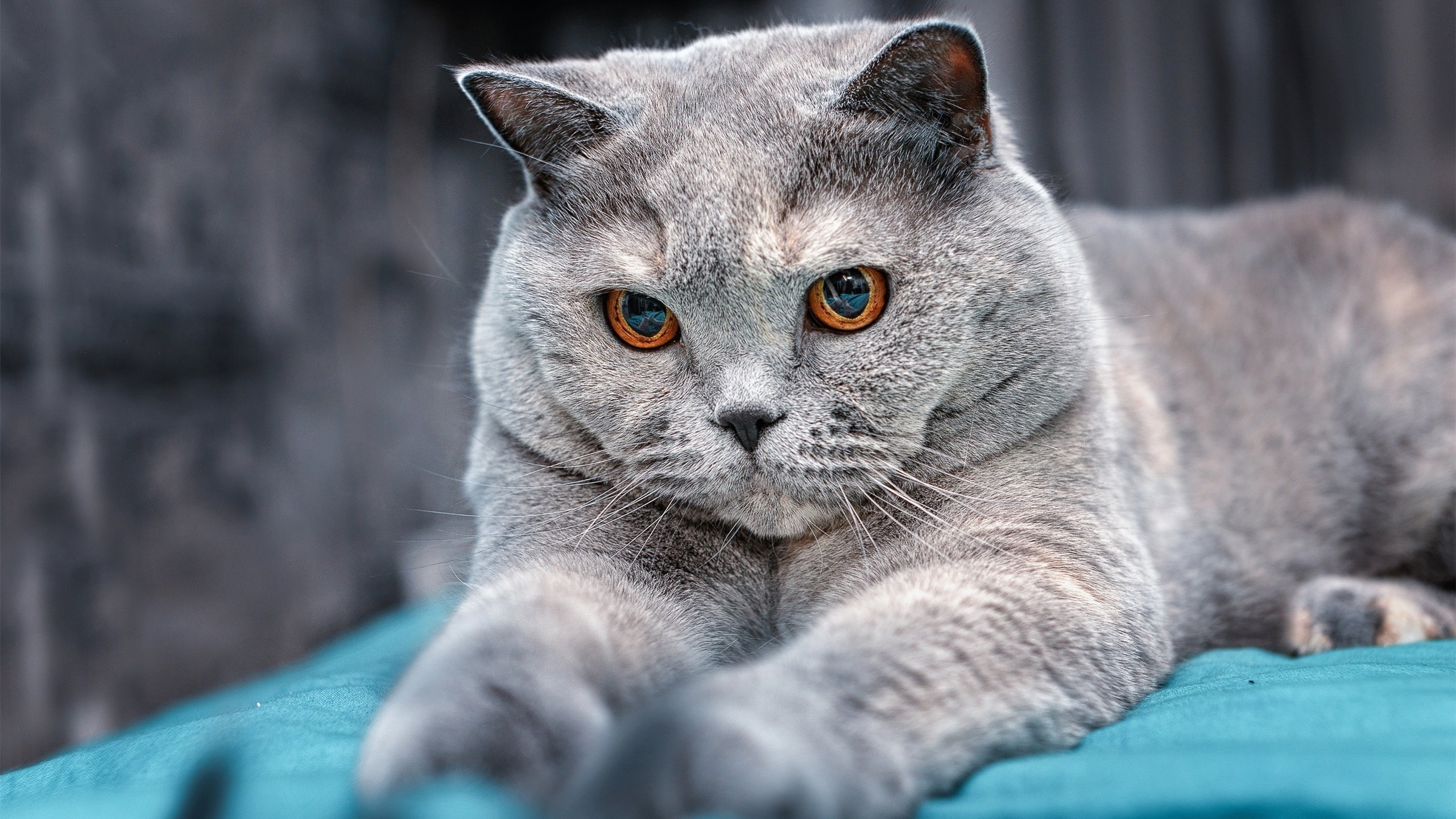 九游官网-欧冠淘汰赛之夜，武切维奇用九分钟不朽的屠戮，写就英雄的裁决书