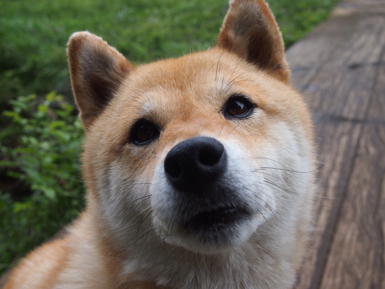 9you娱乐-魔鬼主场，绿军陷落，凯尔特人如何从金州偷走胜利