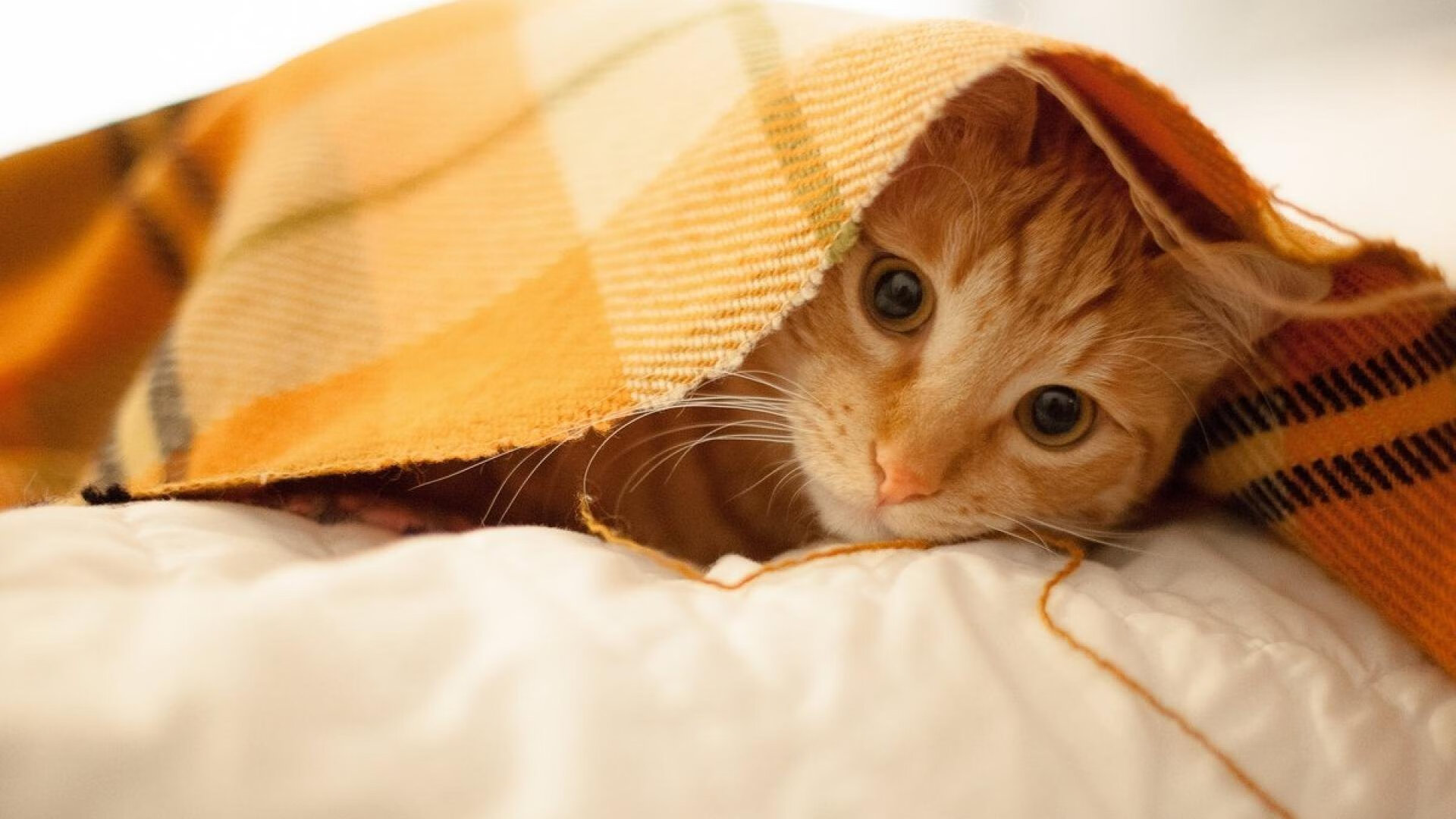 九游娱乐官方-龙吟加勒比，2026世界杯威尔士补时绝杀牙买加的沸腾之夜