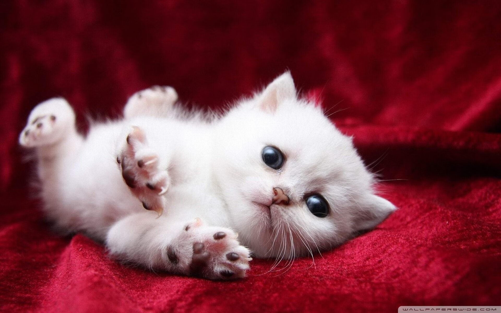 九游官网-不同赛场，相同剧本，当凯尔特人末节觉醒遇见拉文决胜时刻